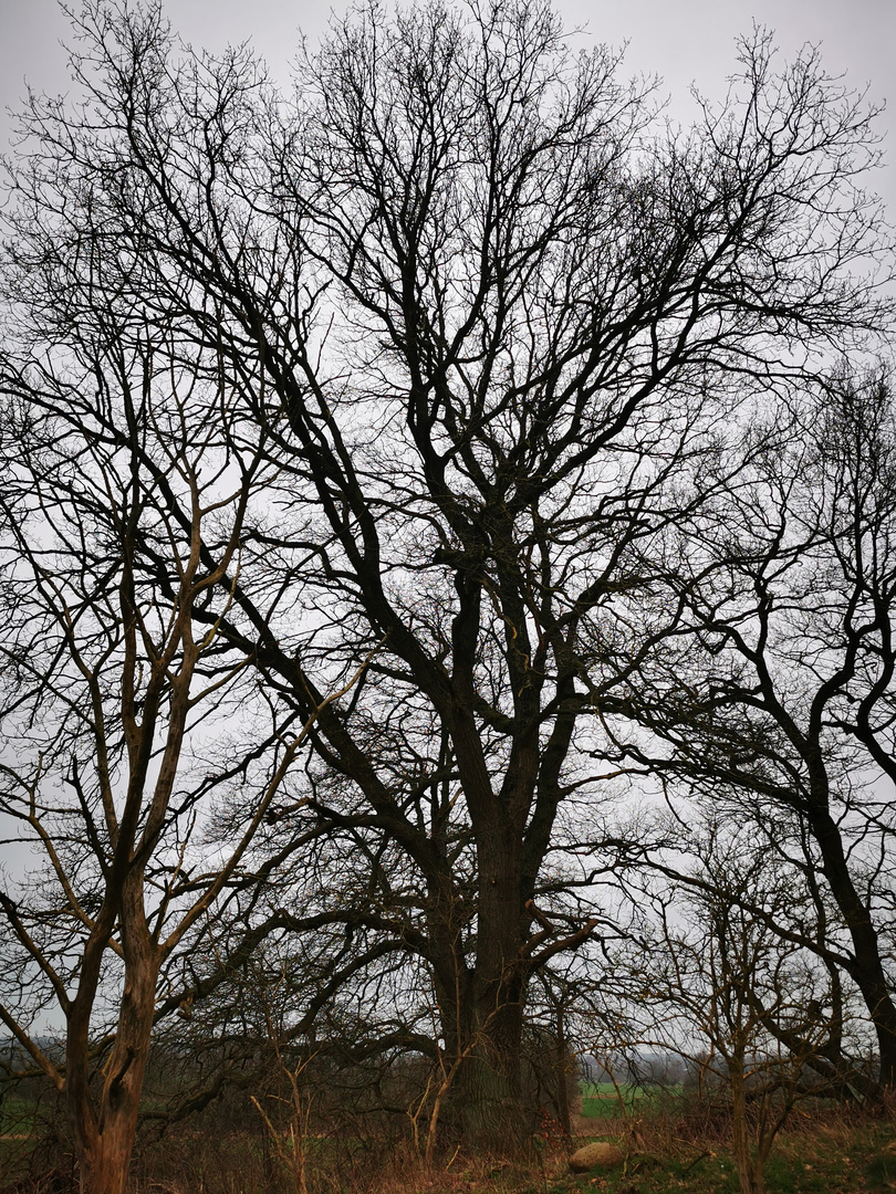 Der Baum des Anstoßes?