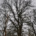 Der Baum des Anstoßes?