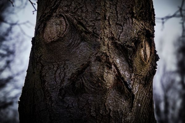 Der Baum des Grauens