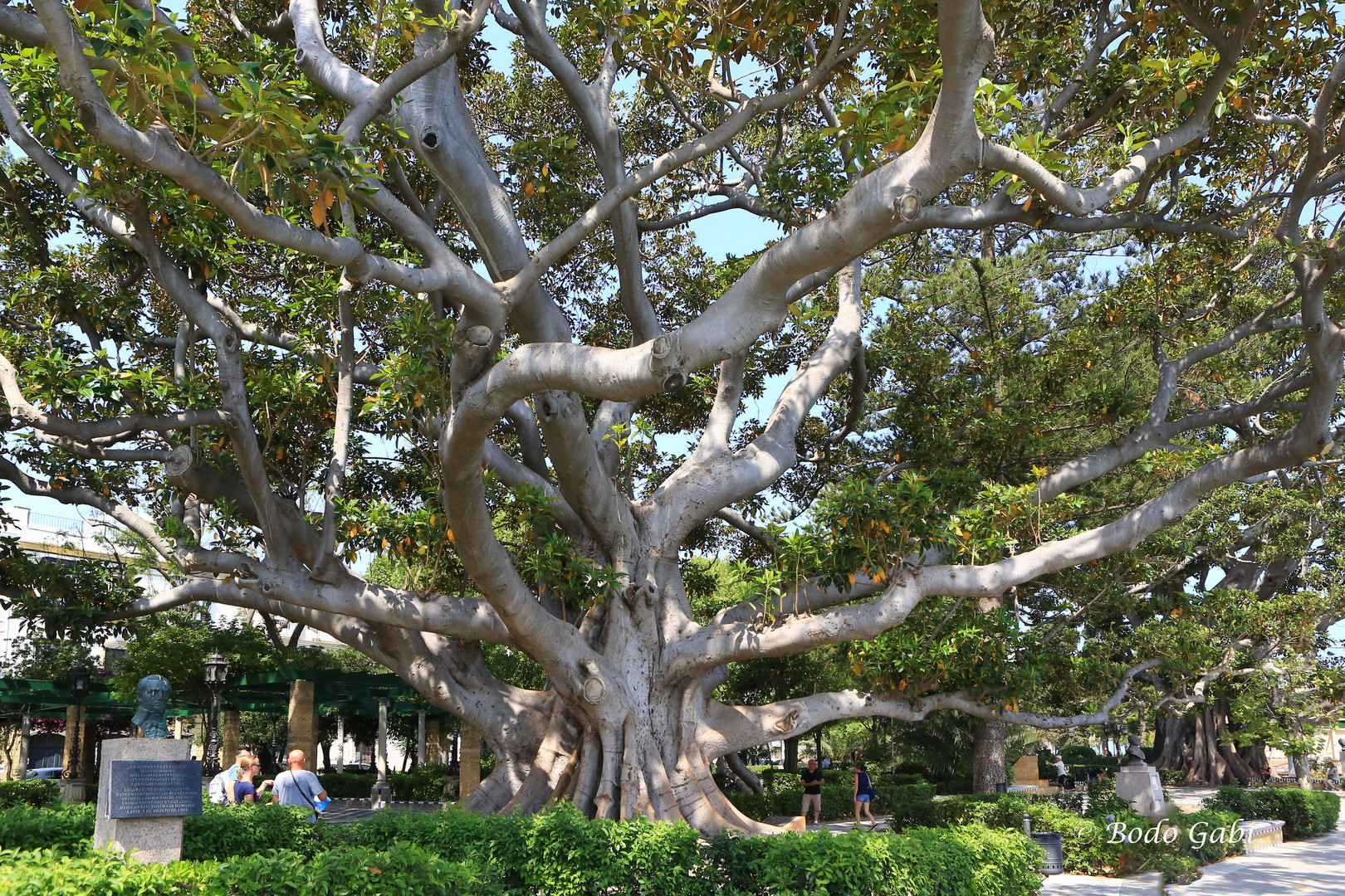 Der Baum des Kolumbus