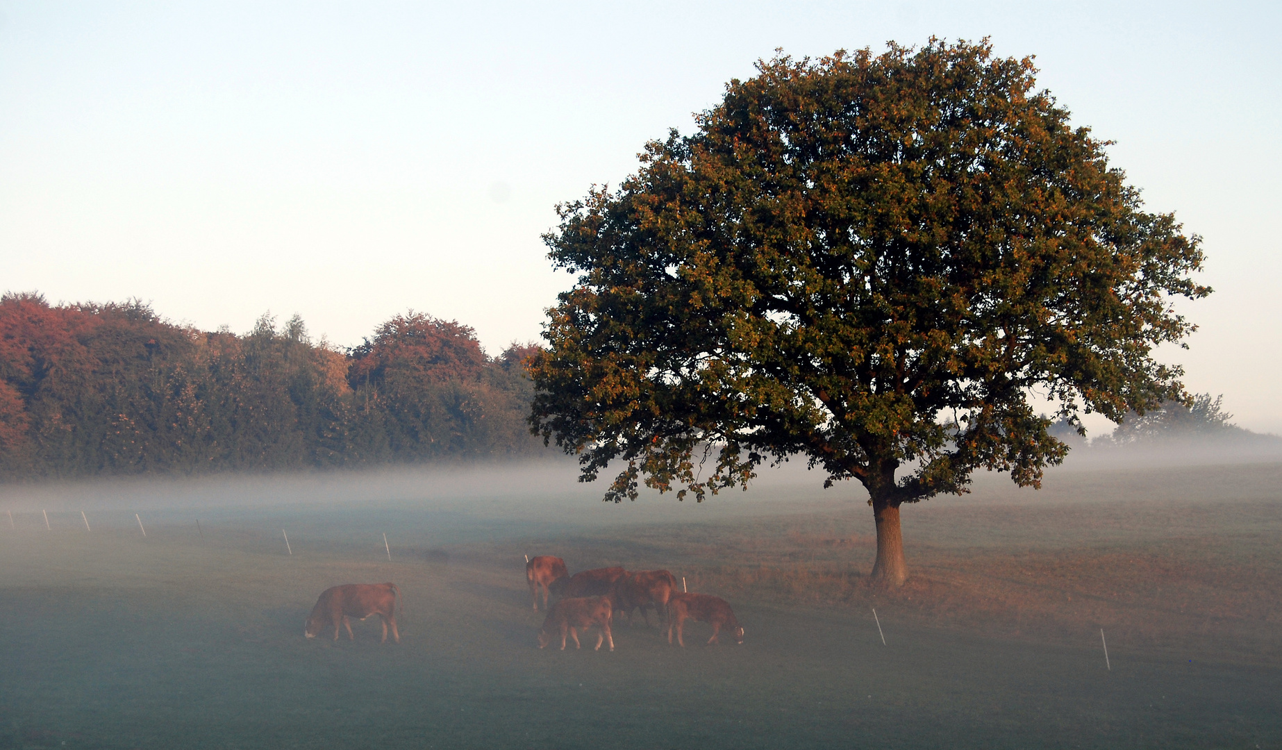 Der Baum des Lebens