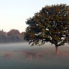 Der Baum des Lebens