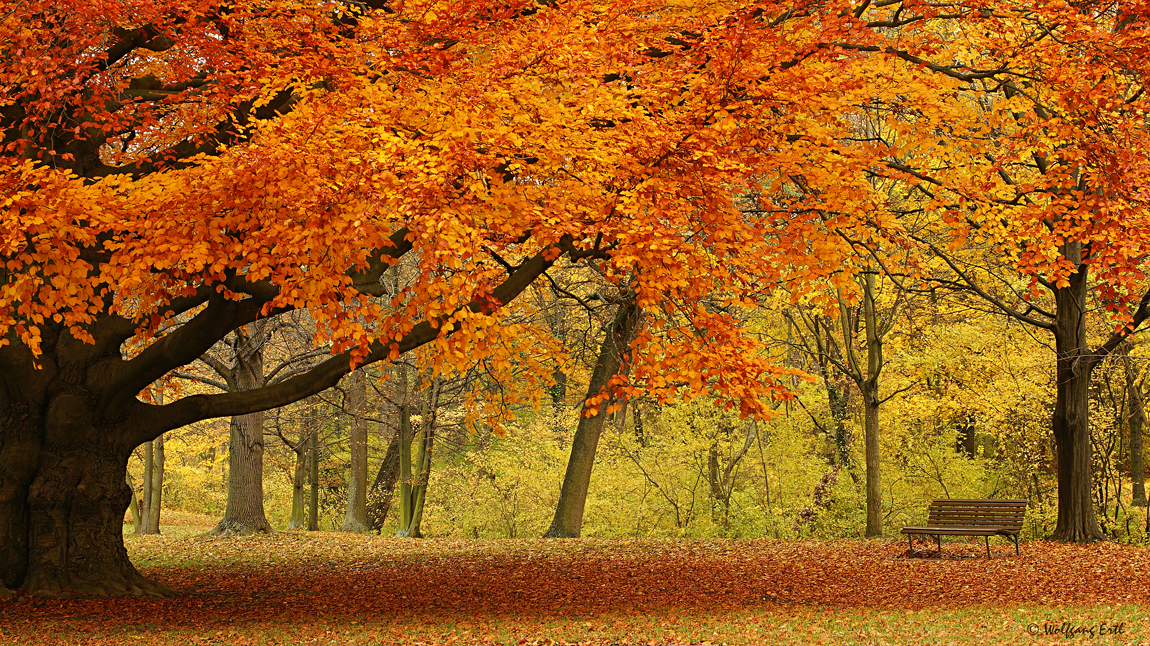 Der Baum des Lebens