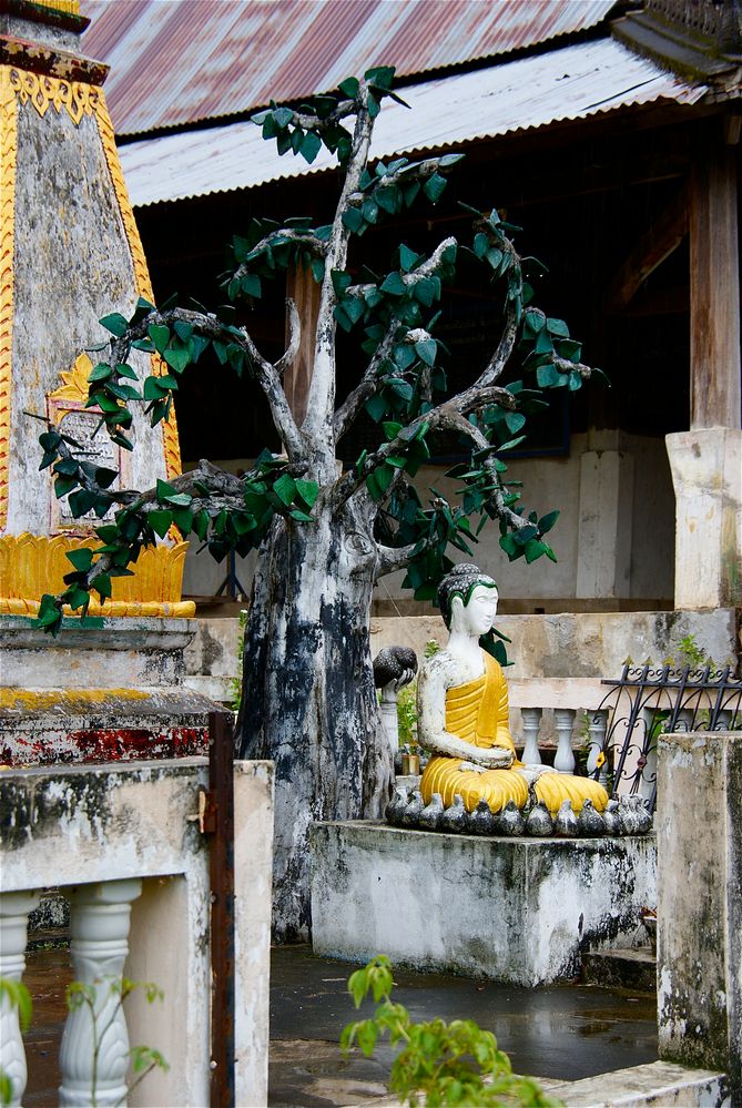 der baum des lebens, südlaos 2010