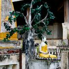 der baum des lebens, südlaos 2010