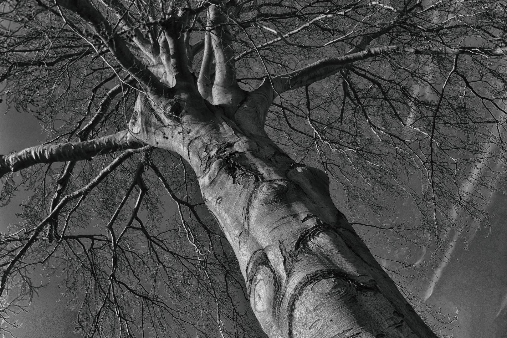 Der Baum des Zorns hat viele Wurzeln...