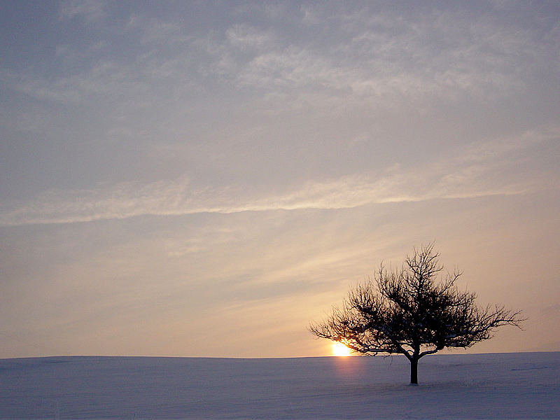 der Baum