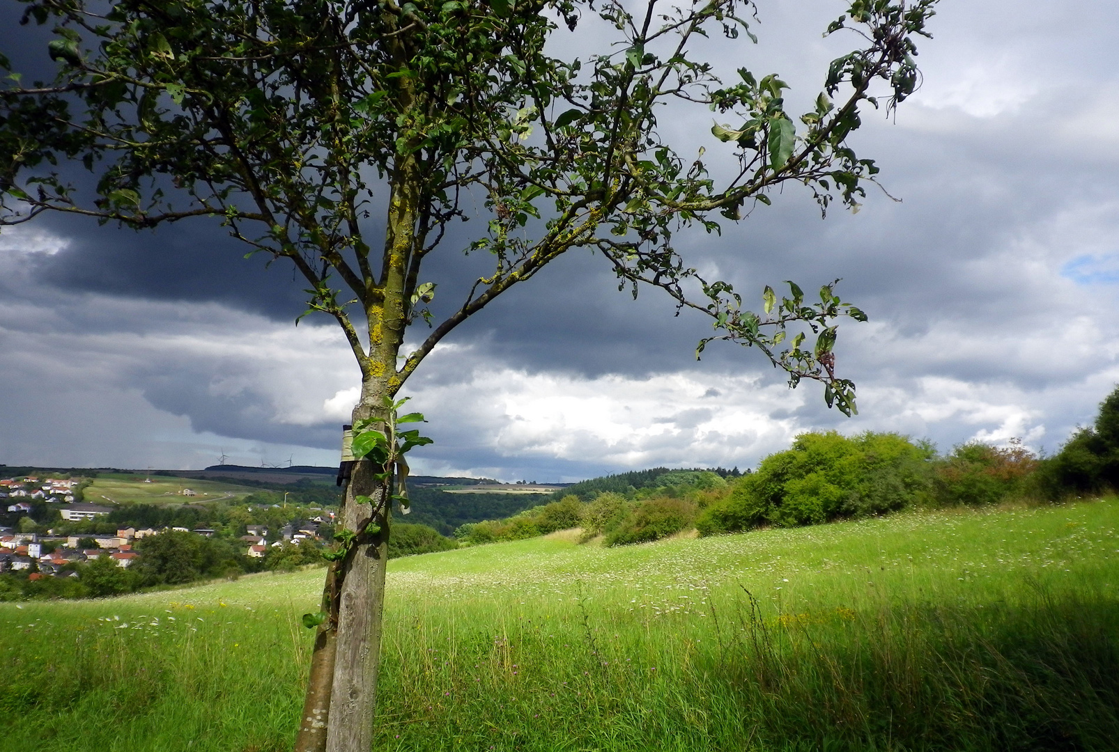 Der Baum