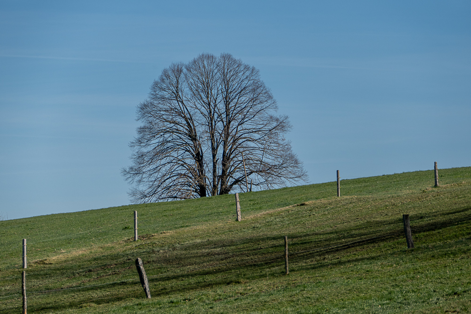 der Baum