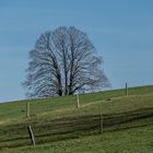 der Baum