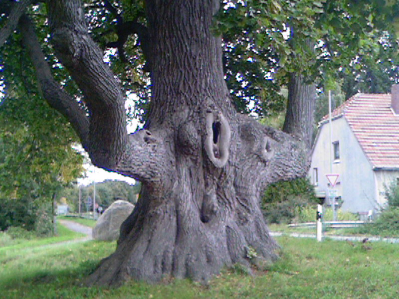 Der Baum die seine Charakter Zeigt Richtung Mensch