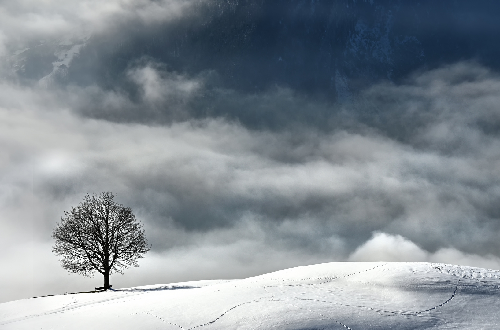 der Baum - die Spuren