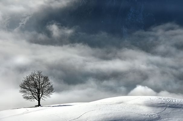 der Baum - die Spuren