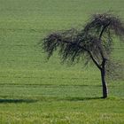 der Baum, die Wiese und der Schatten