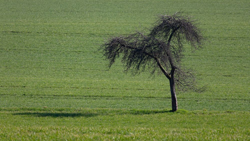 der Baum, die Wiese und der Schatten