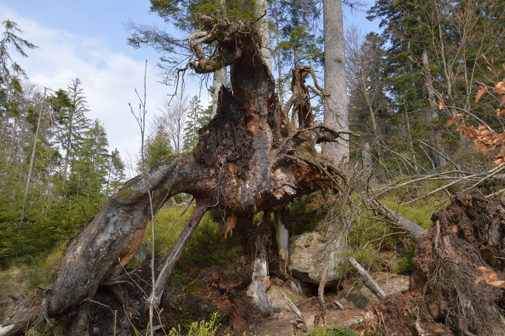 Der Baum-Drache