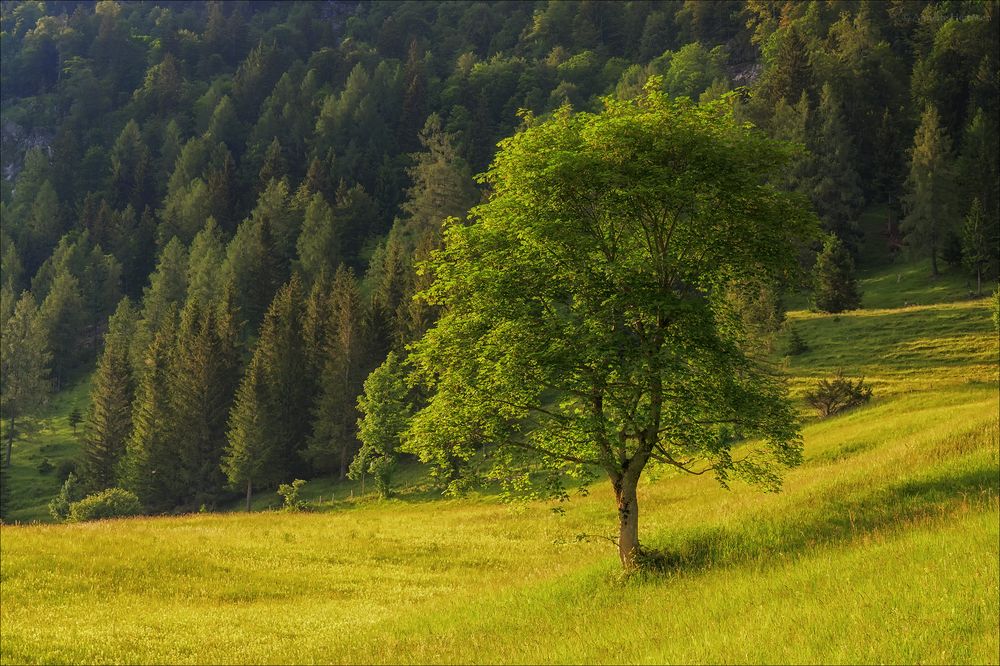 Der Baum Foto & Bild europe, Österreich, pflanzen, pilze & flechten