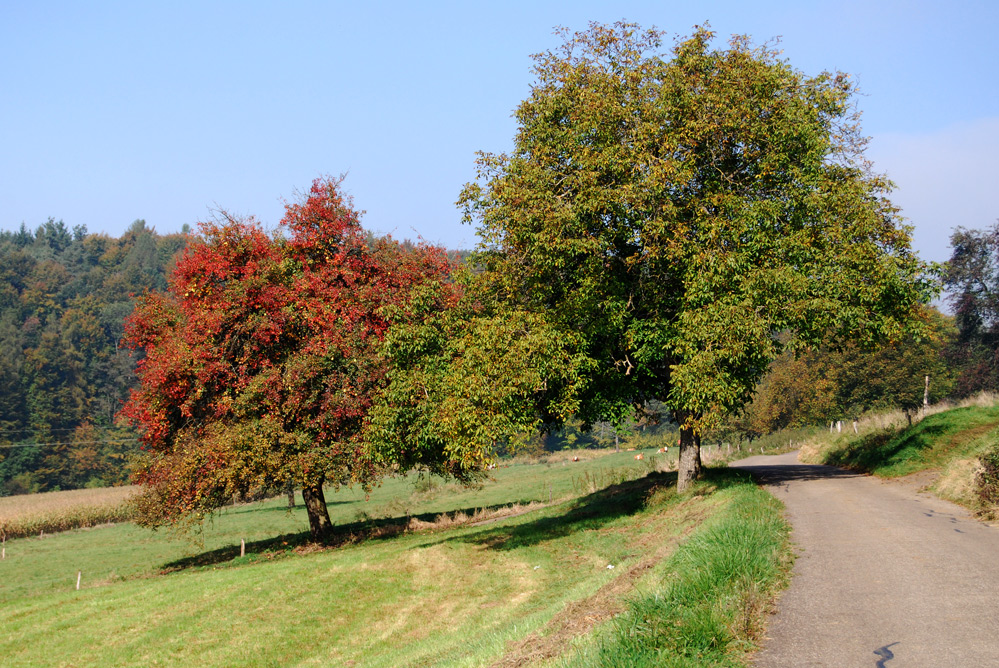 der Baum