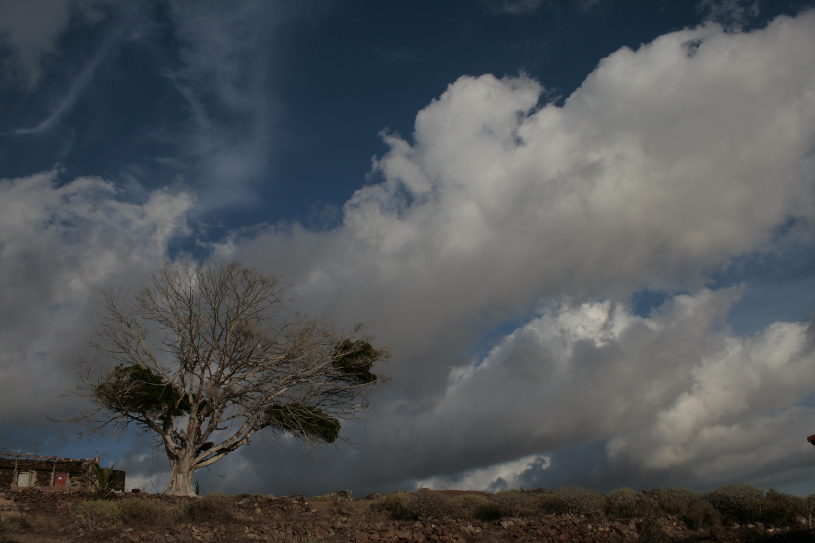 Der Baum