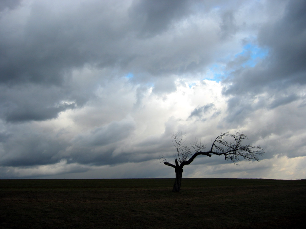 Der Baum