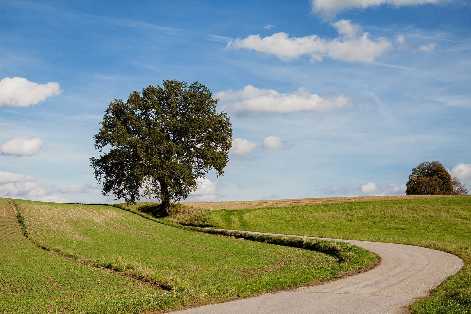 Der Baum