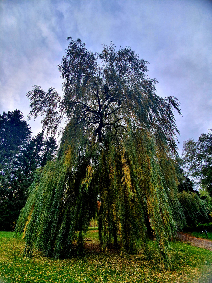 Der Baum