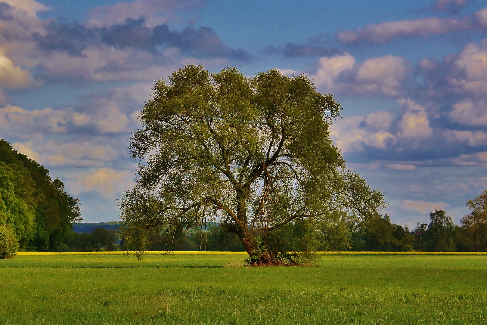 Der Baum...