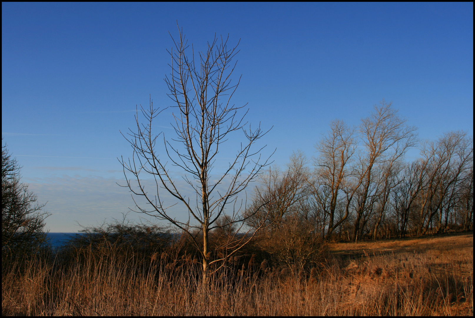 Der Baum