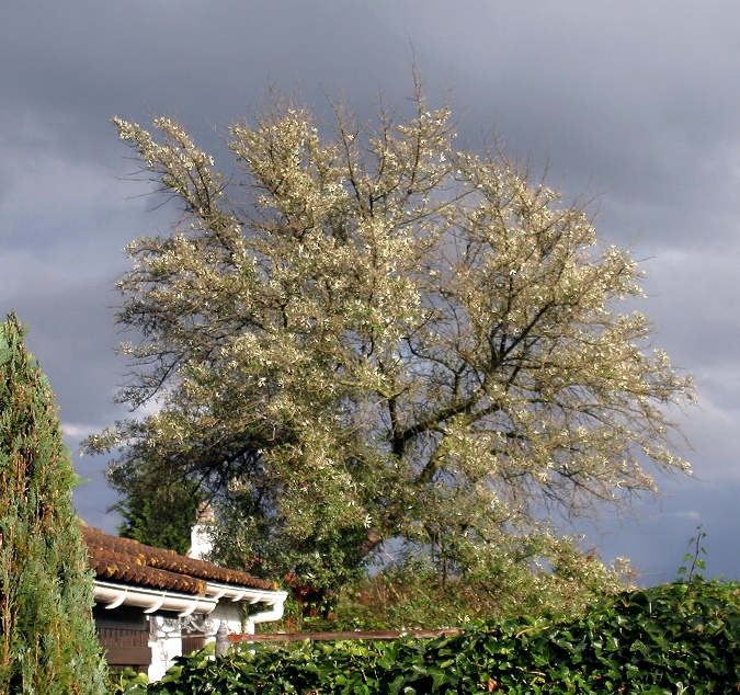 Der Baum