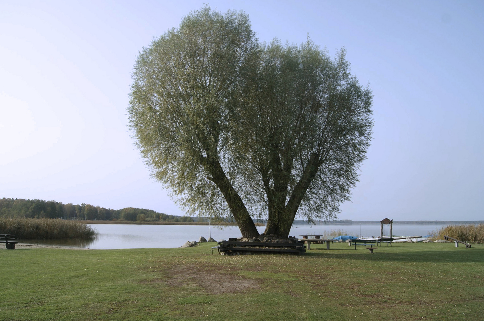 Der Baum