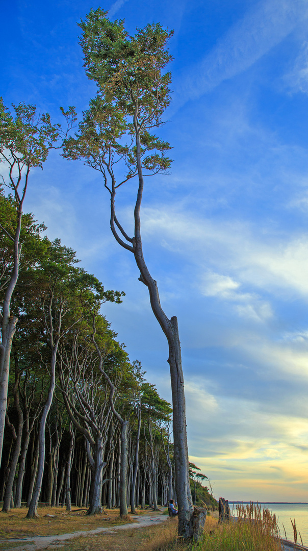 Der Baum