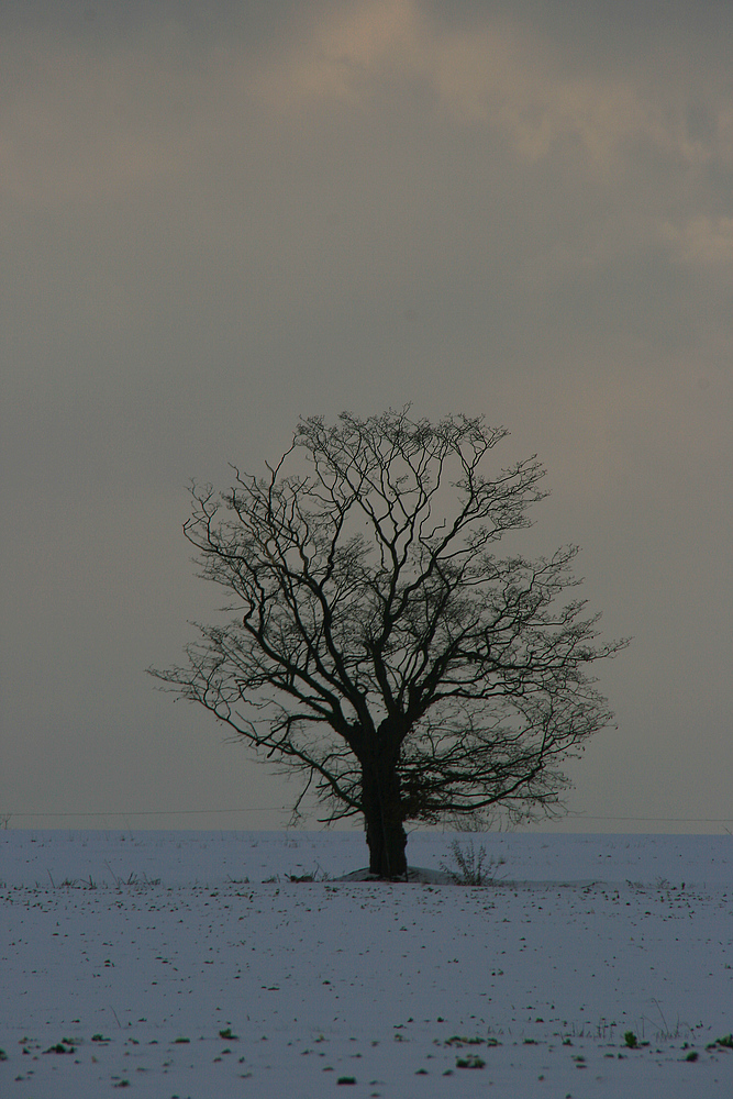 Der Baum