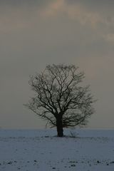 Der Baum