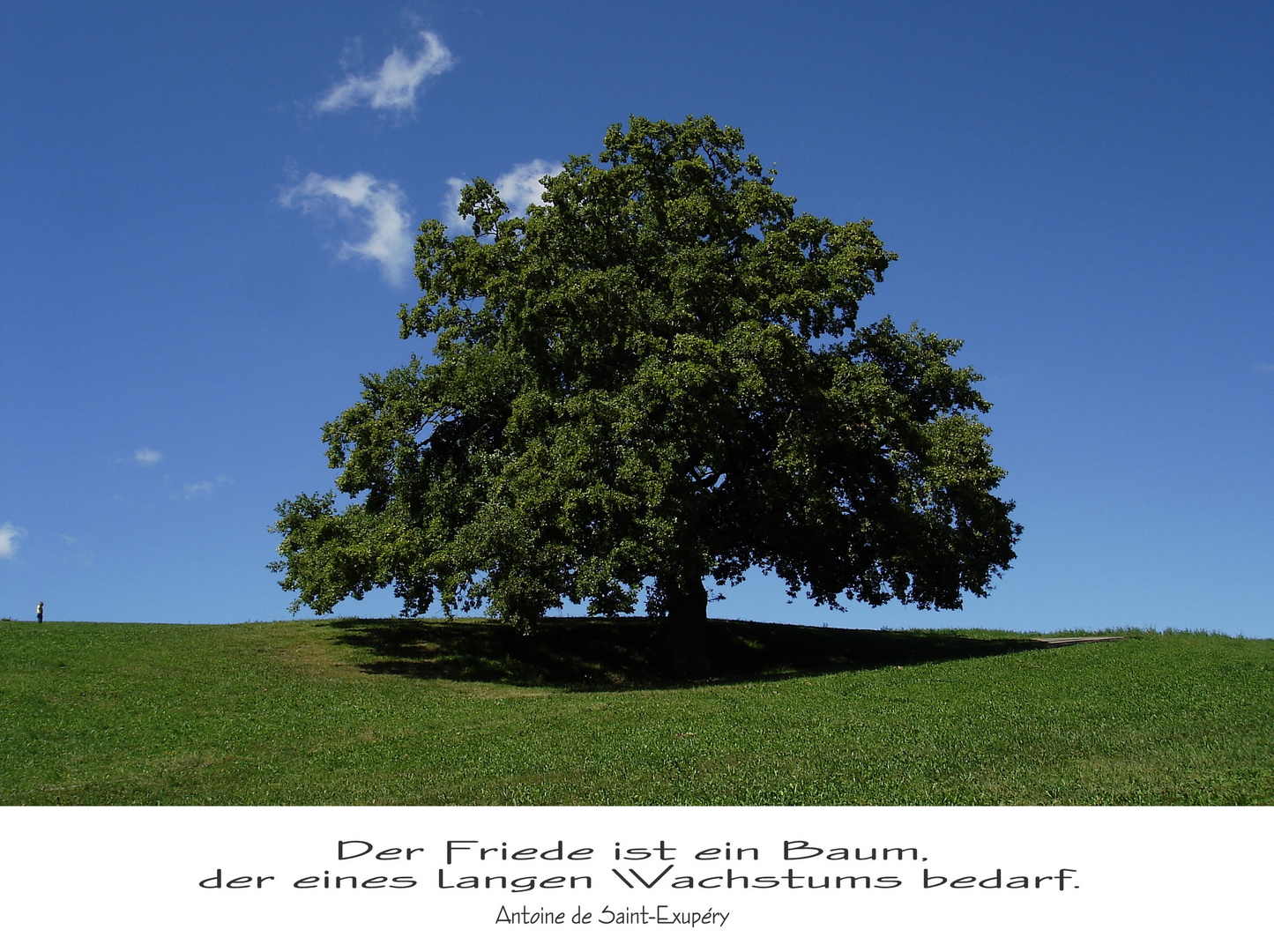 DER BAUM