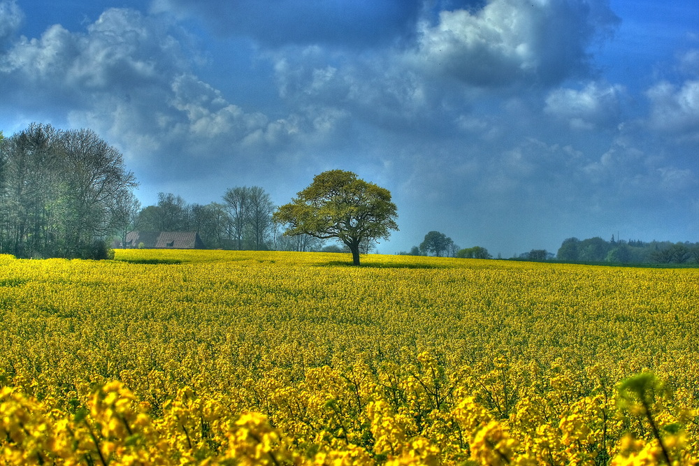 Der Baum