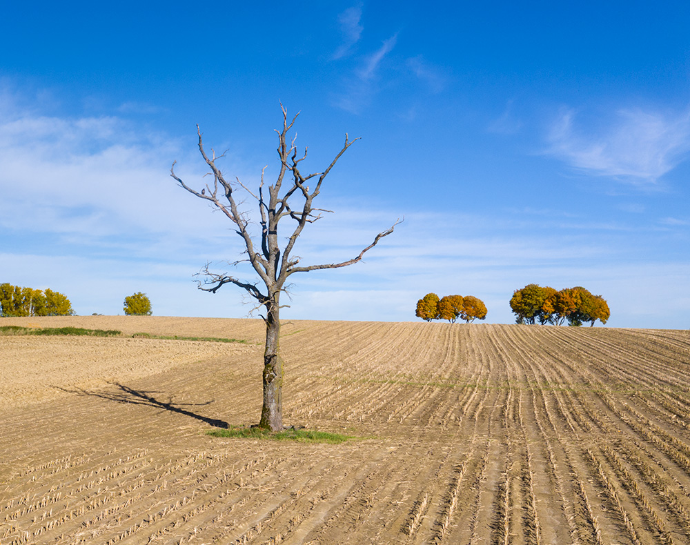 Der Baum