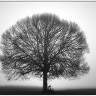 Der Baum