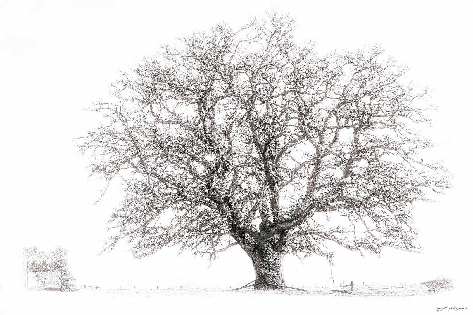 Der Baum....... Foto & Bild fotokunst, monochrome fine art, bäume
