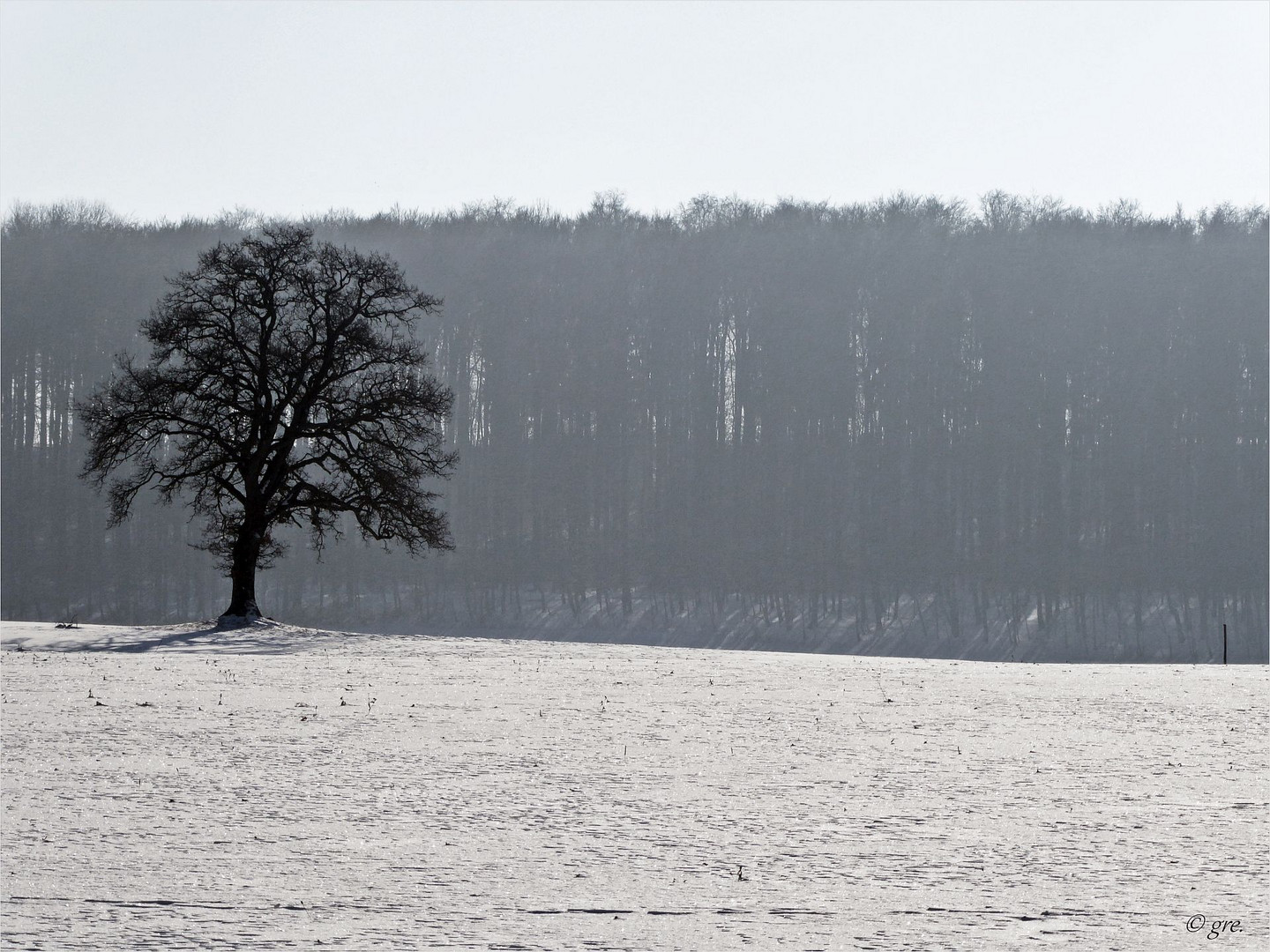 Der Baum 