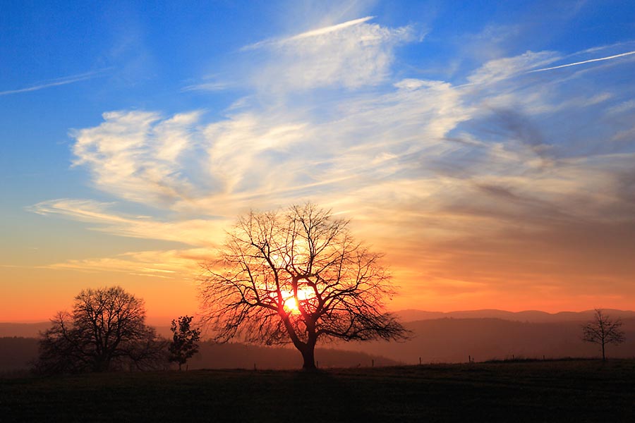 Der Baum