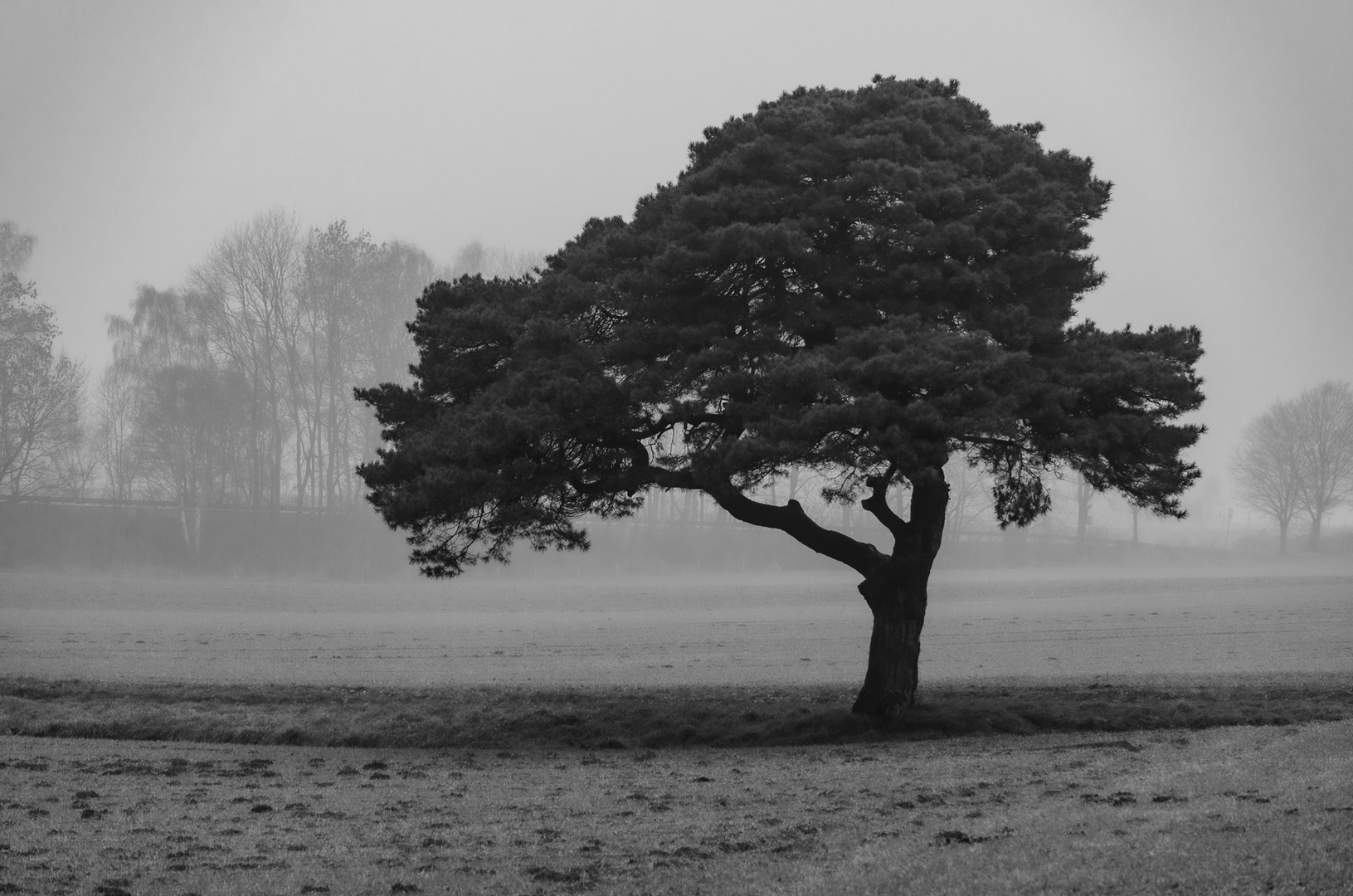 der Baum