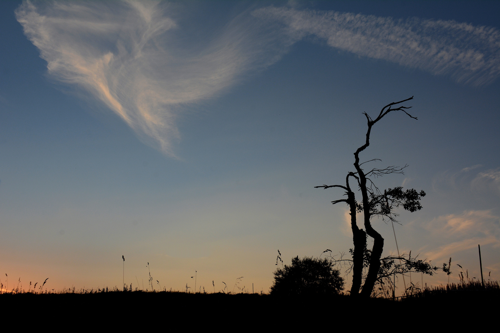 der Baum...