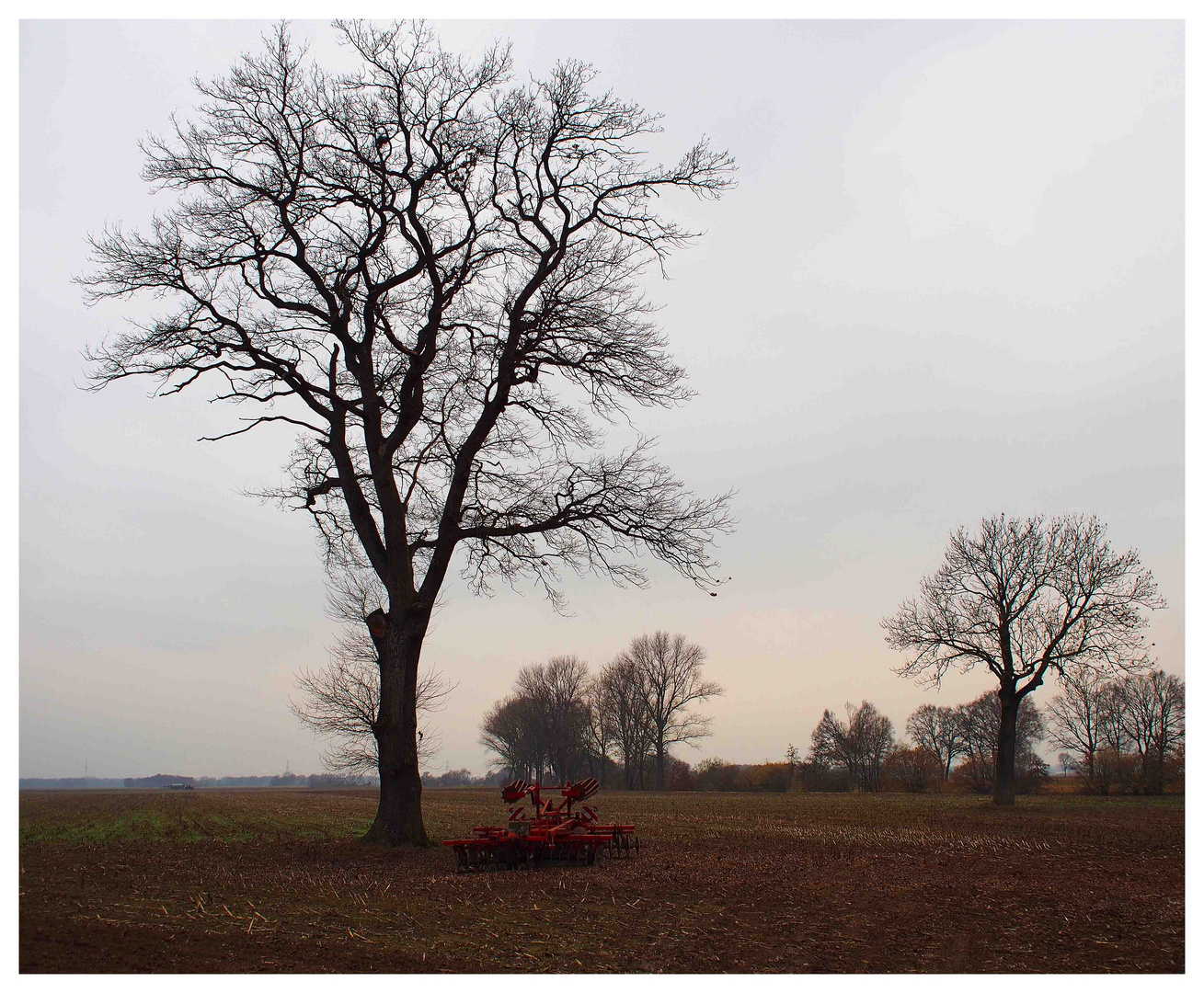 Der Baum - ein alter Bekannter von früher