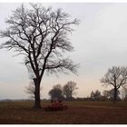 Der Baum - ein alter Bekannter von früher