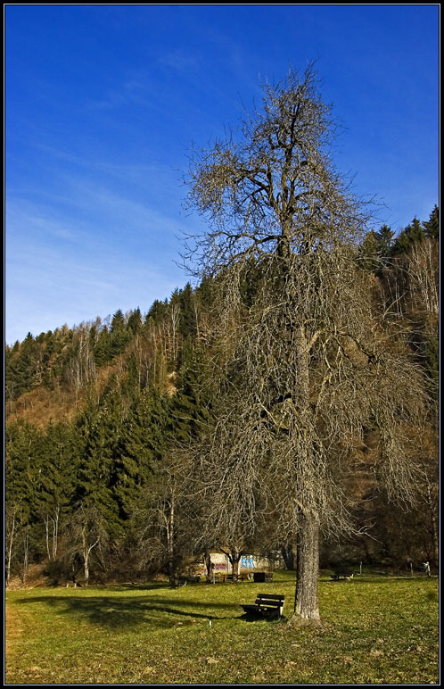 Der Baum - ein Freund