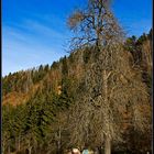 Der Baum - ein Freund