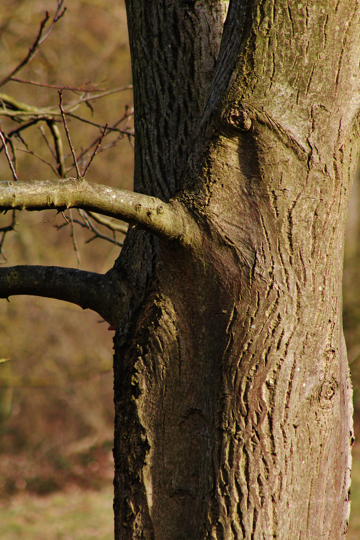 der Baum ..ein Freund