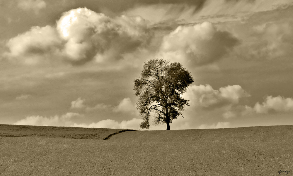 Der Baum ein Kraftspender