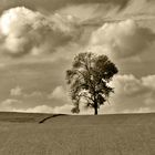 Der Baum ein Kraftspender