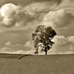 Der Baum ein Kraftspender